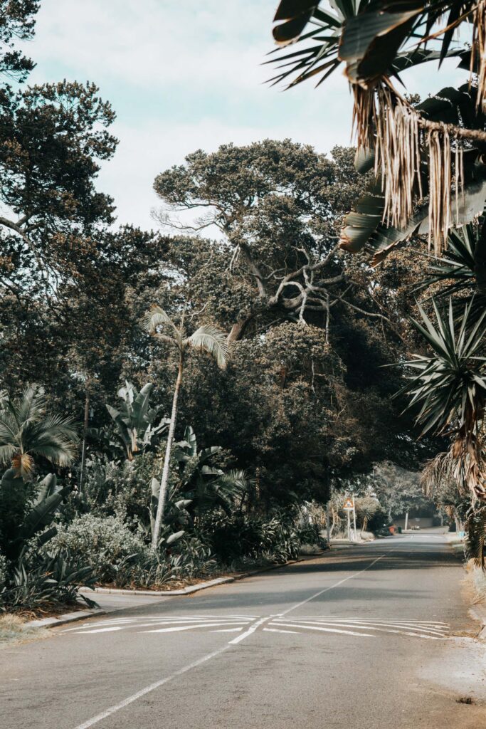 Road with trees in residence area