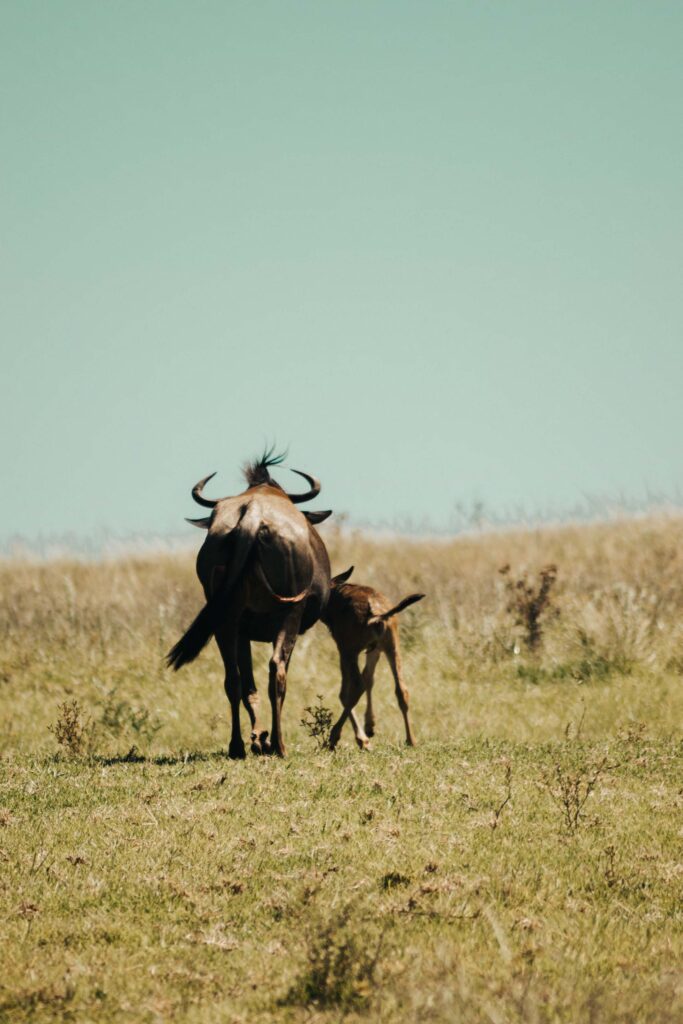Buffalo with calf