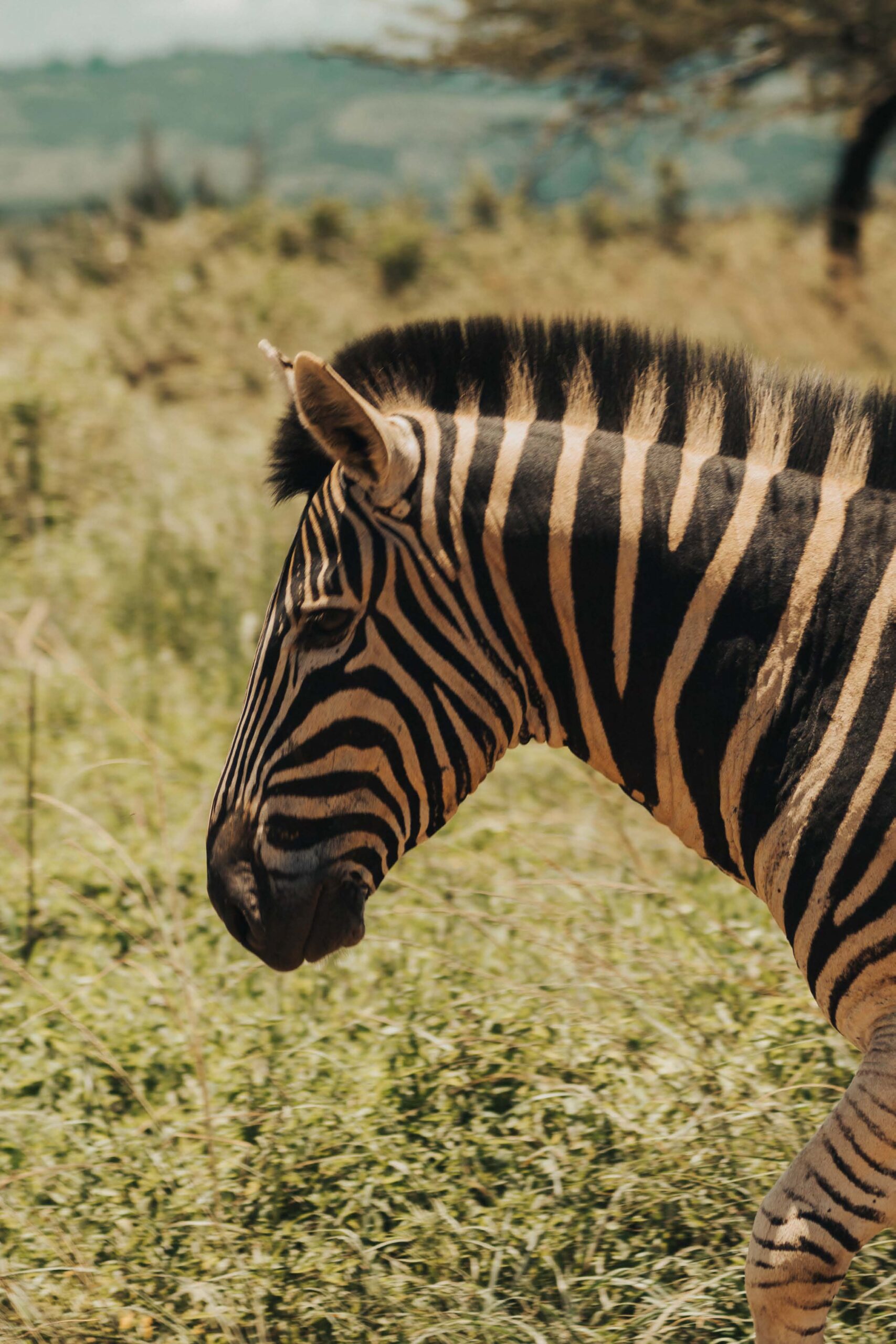 zebra head