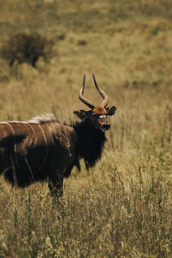 waterbuck in field