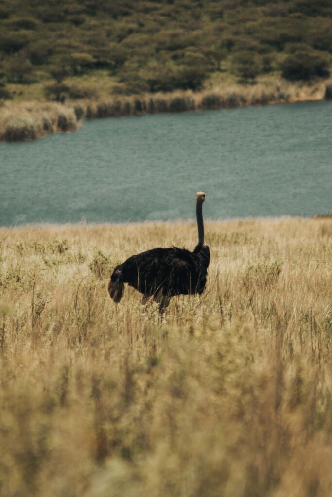 ostrich in field near dam