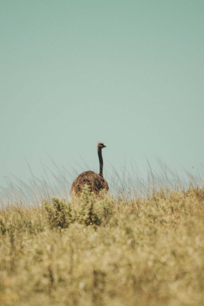 Ostrich in field 