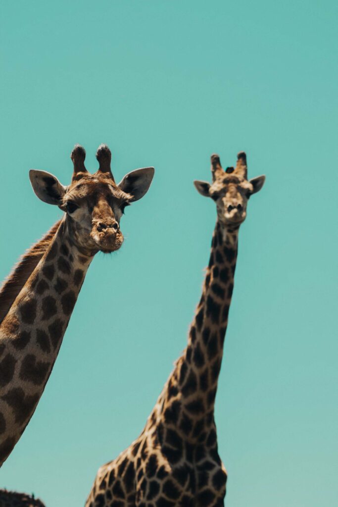 Two Giraffes looking at camera