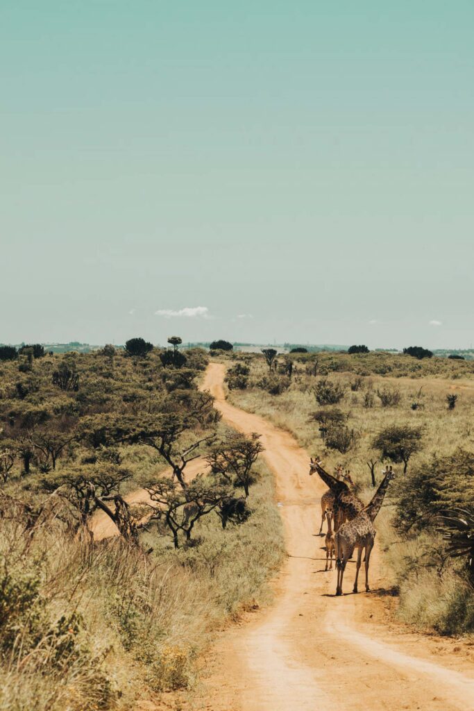 Open dirt road with Giraffes 