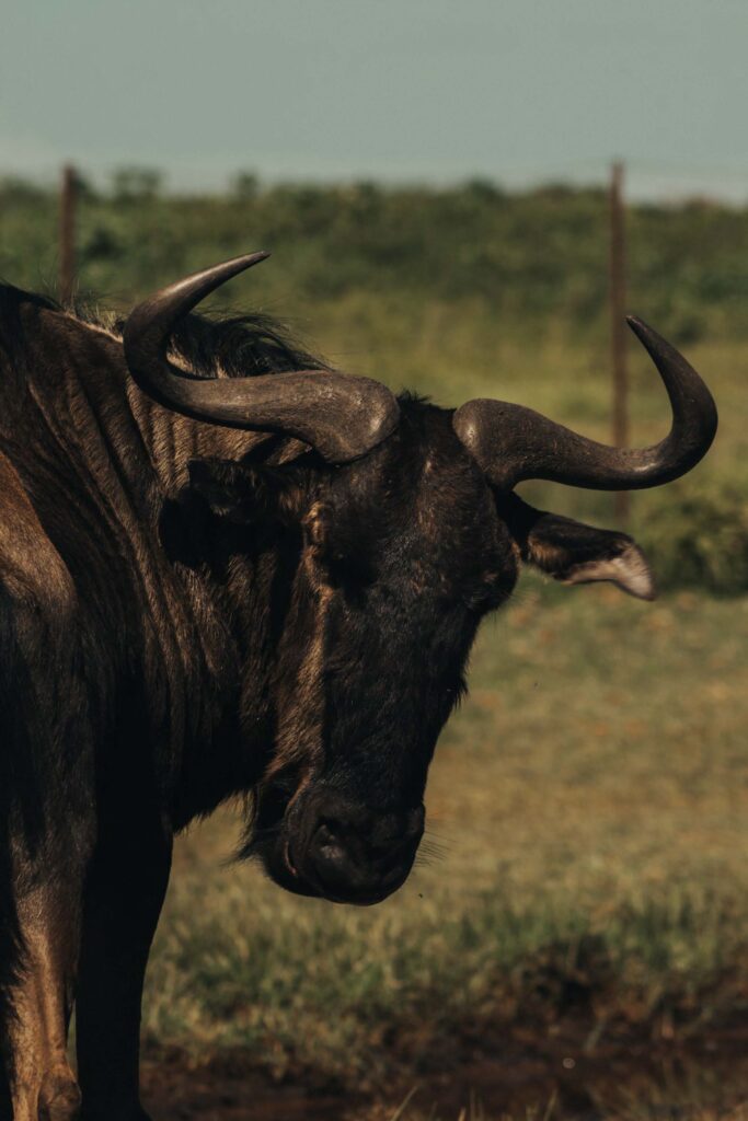 buffalo with head facing camera