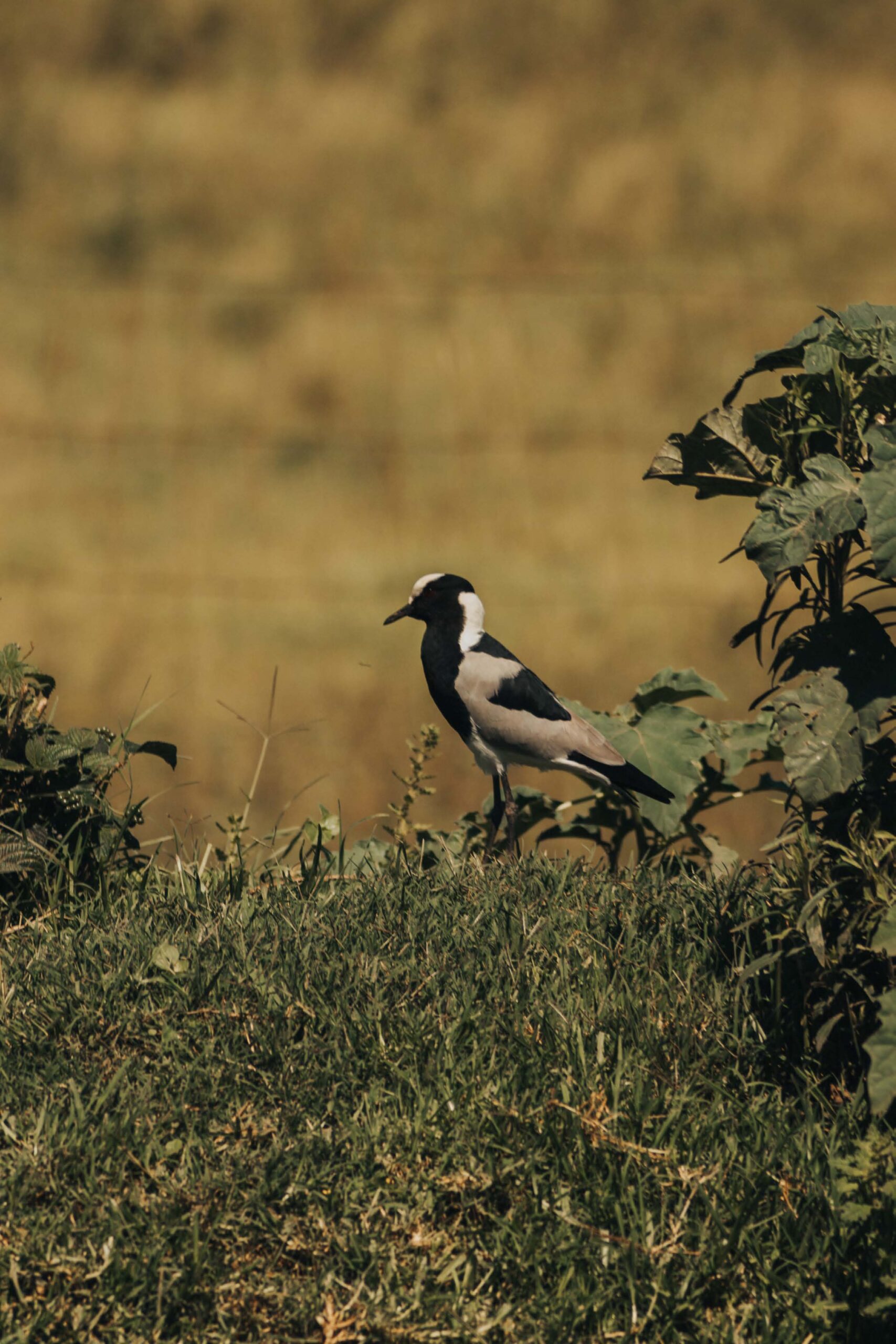 bird on rock covered by plants